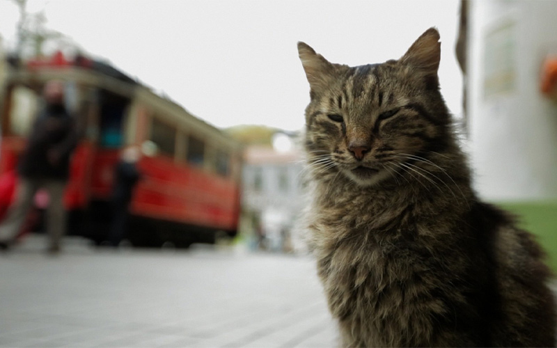 istanbul cats