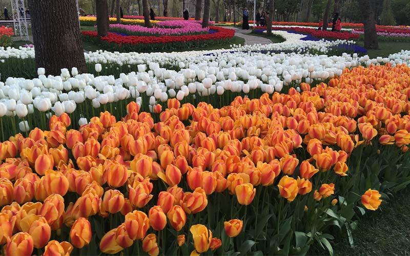 tulip festival season