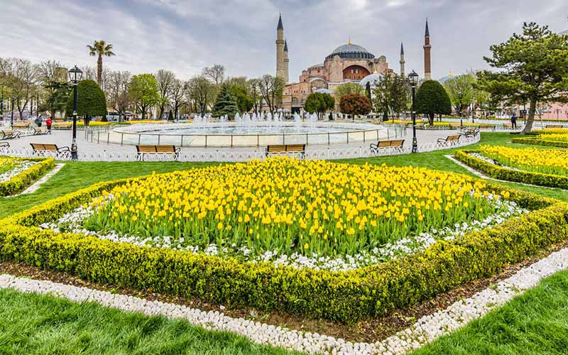 sultan ahmet tulips