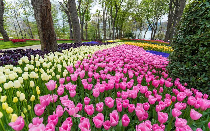 tulip festival