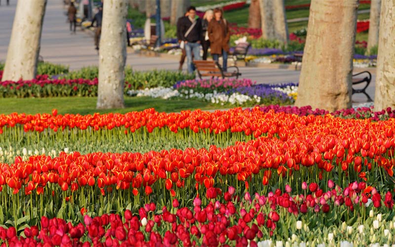 istanbul tulip festival