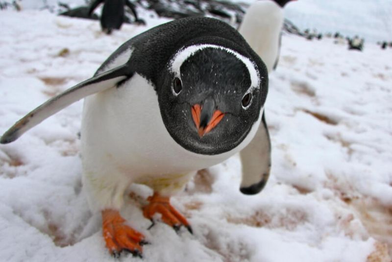 Gentoo Penguin