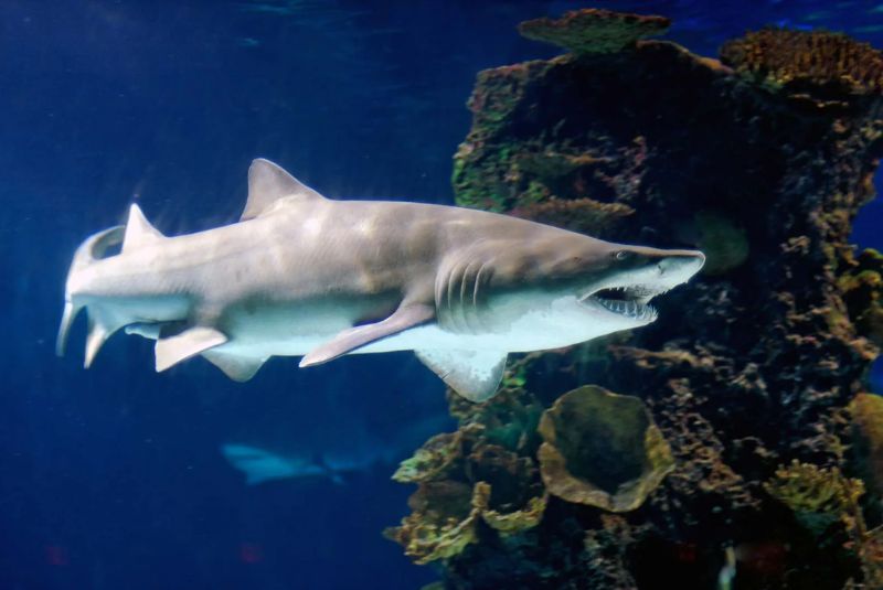 Sand Tiger Shark