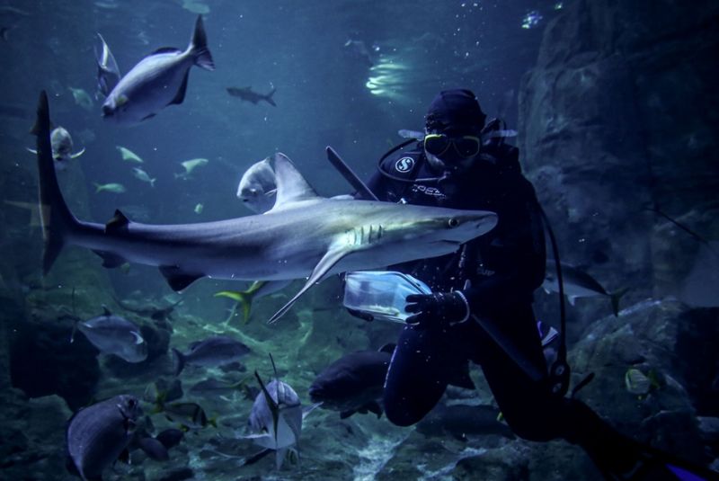 Dive with Shark