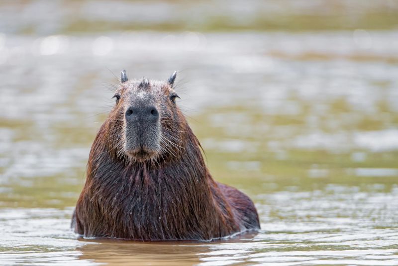 Capybara