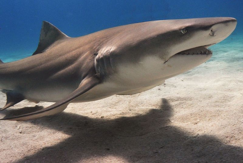 Lemon Shark