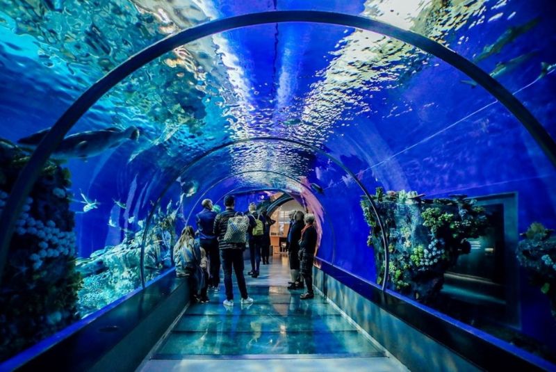 Why Visit the Istanbul Aquarium