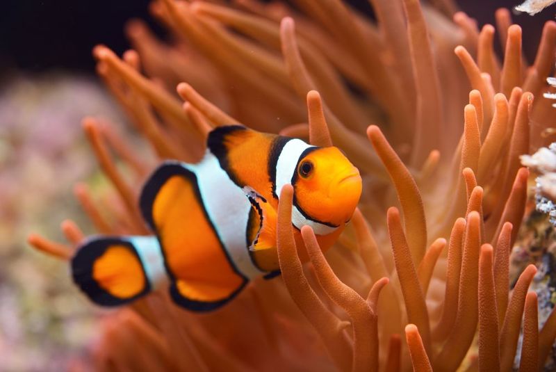 The Clownfish