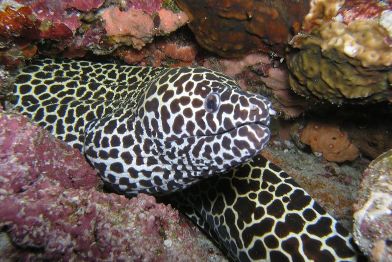 Spotted Moray Eel