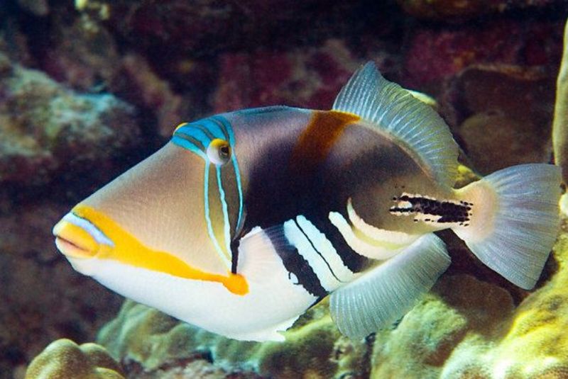 Lagoon Triggerfish