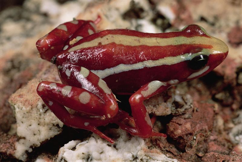 Phantasmal Poison Frog