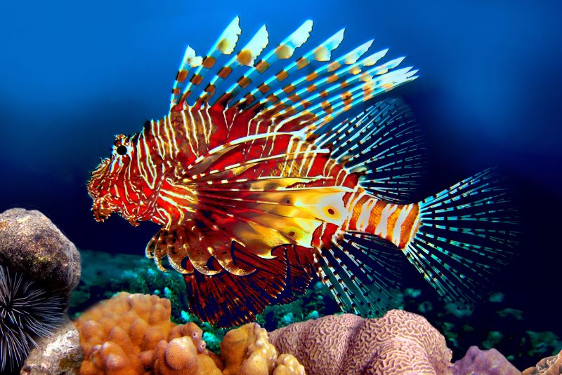 The Red Lionfish