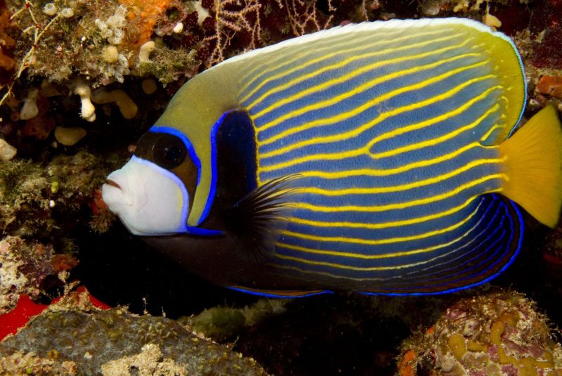 The Emperor Angelfish