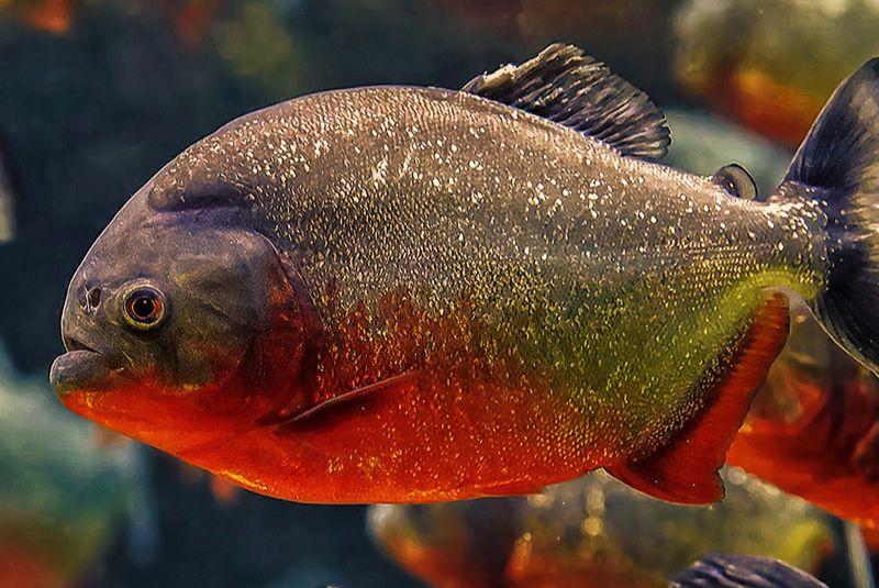 Red-bellied Piranha