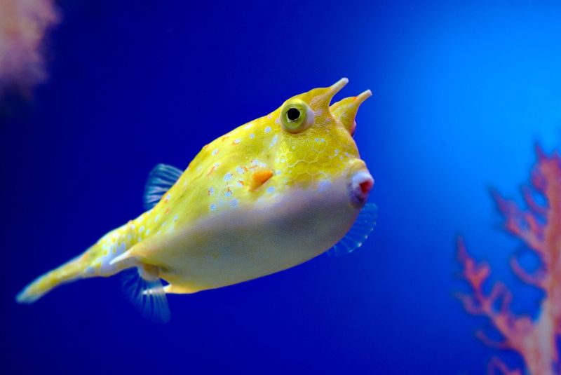 Longhorn Cowfish