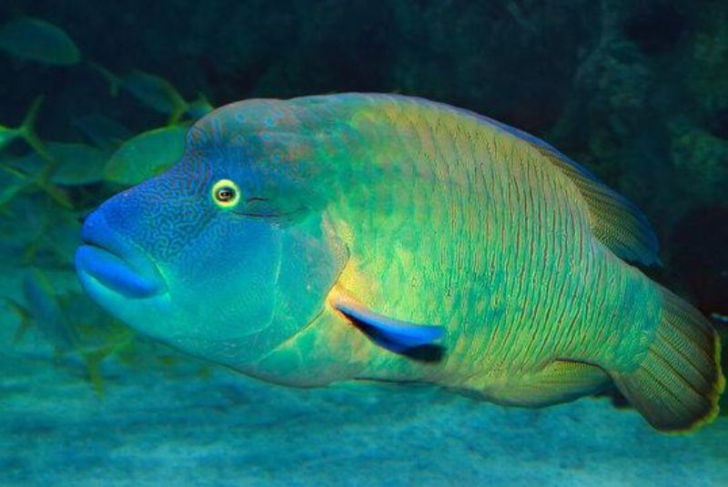 Humphead Wrasse