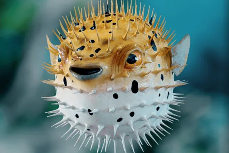 Pufferfish