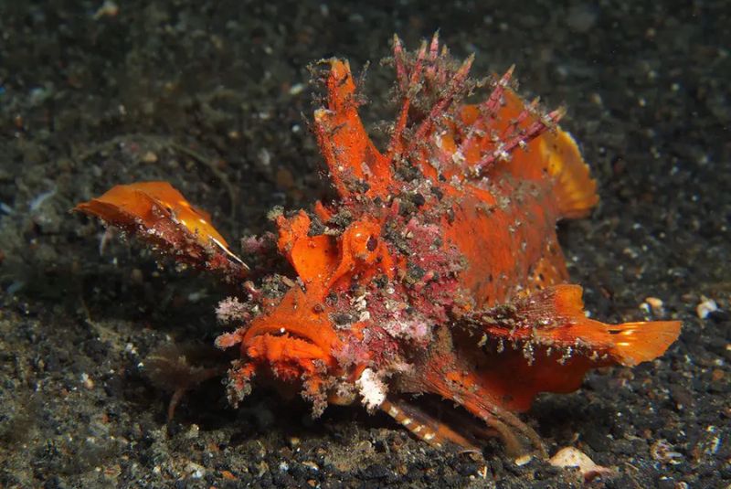 Devil Scorpionfish